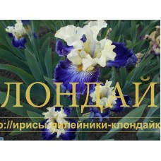 DELFIN I RUSALKA ( ДЕЛЬФИН И РУСАЛКА )