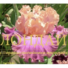 DEVICHYA GORDOST ( ДЕВИЧЬЯ ГОРДОСТЬ )