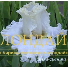 DIKIY LOTOS ( ДИКИЙ ЛОТОС )