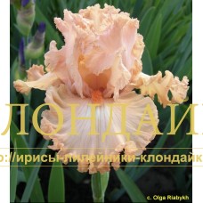 DLIA TEBYA ( ДЛЯ ТЕБЯ )