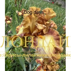DOG DAYS