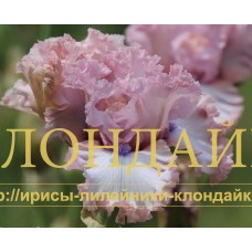 DON'T STOP BELIEVING