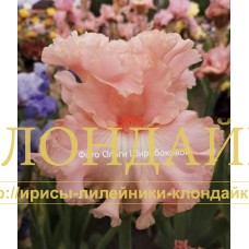 DONNA ROZA ( ДОННА РОЗА )