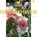 DONNA ROZA ( ДОННА РОЗА )