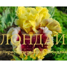 DRESSED TO THE NINES