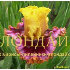 DVOYNOY PIRUET ( ДВОЙНОЙ ПИРУЭТ ) 