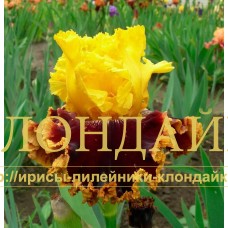 DZHENTELMEN UDACHI ( ДЖЕНТЕЛЬМЕН УДАЧИ )