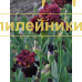 ENDRIU