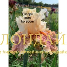 ESCAPE FROM BOREDOM