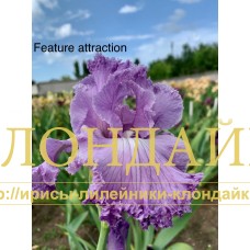 FEATURE ATTRACTION