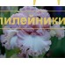 FINE ROMANCE