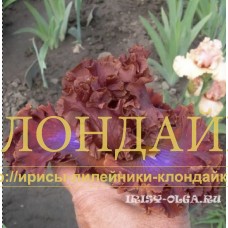 FIOLETOVY VSPLESK ( ФИОЛЕТОВЫЙ ВСПЛЕСК )