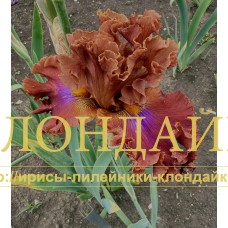 FIOLETOVY VSPLESK ( ФИОЛЕТОВЫЙ ВСПЛЕСК )