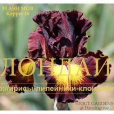 FLASH MOB