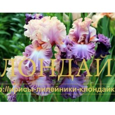 FLORENTINE SILK
