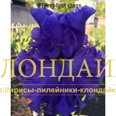 FLYING FIRST CLASS
