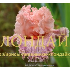 GEORGETTE SILK