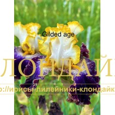 GILDED AGE