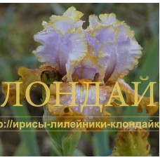 GILT BY ASSOCIATION