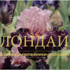 GIRL'S WANNA HAVE FUN