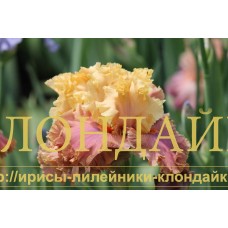 GLAMAZON