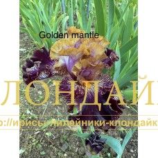 GOLDEN MANTEL