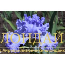 GOLUBAYA VUAL' ( ГОЛУБАЯ ВУАЛЬ )