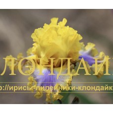 GOOD MORNING SUNSHINE