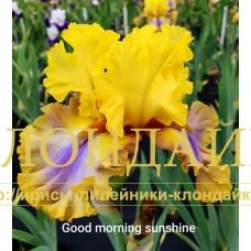 GOOD MORNING SUNSHINE