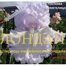 GOSPOZHA METELITSA ( ГОСПОЖА МЕТЕЛИЦА )