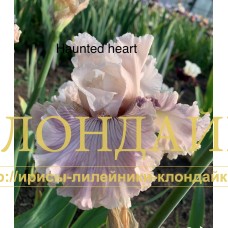 HAUNTED HEART