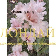 HAUNTING SONG