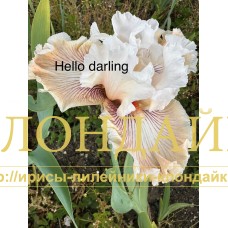 HELLO DARLING
