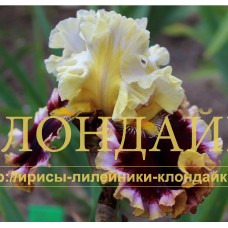HIGHER LOVE