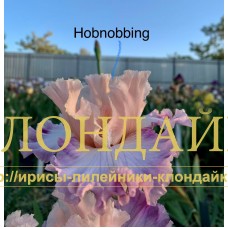 HOBNOBBING