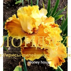 HONEY HOUSE