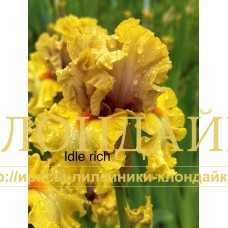 IDLE RICH