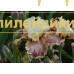 INSANIAC