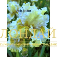IRISH JESTER
