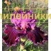 IVAN-TSAREVICH