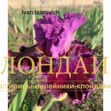 IVAN-TSAREVICH