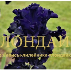 KARAKUL