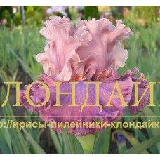 KLASSNAYA DAMA ( КЛАССНАЯ ДАМА )