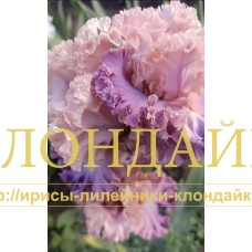 KLASSNAYA DAMA ( КЛАССНАЯ ДАМА )