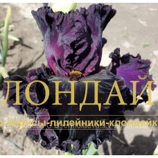 KNIAZ TMYI ( КНЯЗЬ ТЬМЫ )