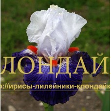 KONTRADMIRAL