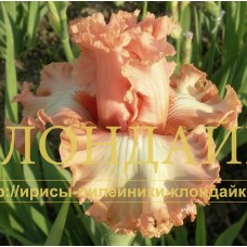 KORALLOVY SHAR