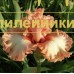 KORALLOVY SHAR