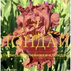KRASNY GLYANETS ( КРАСНЫЙ ГЛЯНЕЦ )