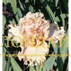 KSENIYA ( КСЕНИЯ )